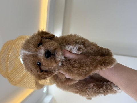 Party color maltipoo