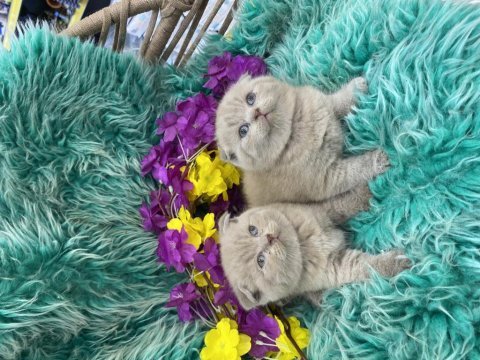 Show kalite scottish fold bebekler yeni yuvalarını arıyor