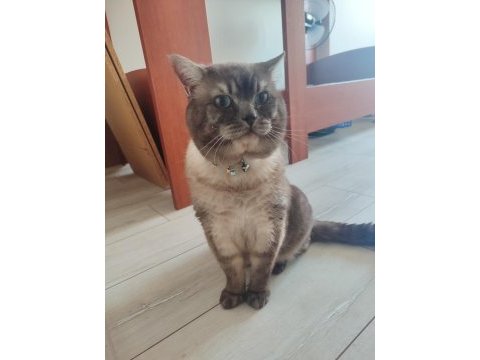 British shorthair 2 yaşında erkek