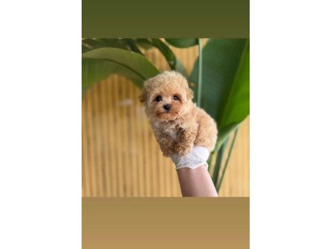 Maltipoo bebekler referans yavrumuz
