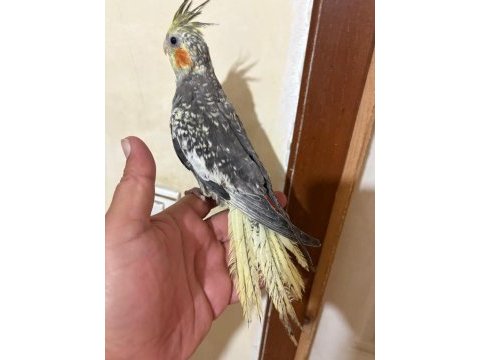 Tam 57 günlük full evcil kusursuz bebek sultan