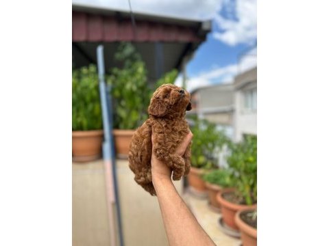 Orjinal red brown toy poodle