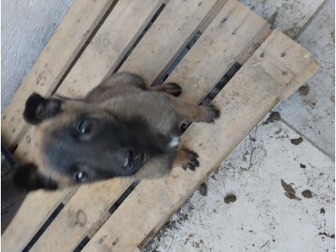 Dişi 2,5 aylık belçika kurdu