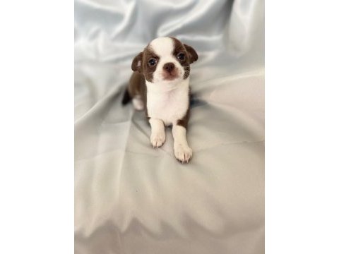 Çikolata chihuahua bebişler