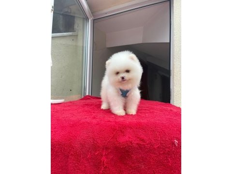 Irk ve sağlık garantili pomeranian boo