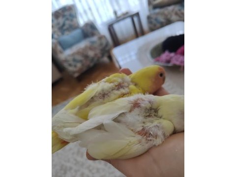 Yavru sevda papağanları