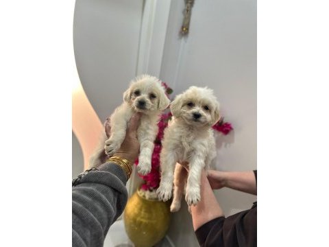 Maltipoo yavrum 55 günlük