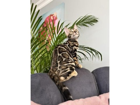 Show class brown bengal yavrular