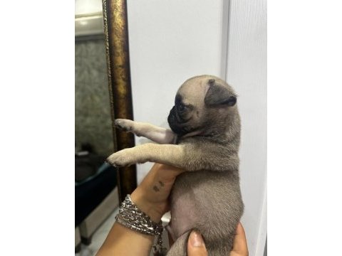 Erkek pug mops bebek köpeğimiz