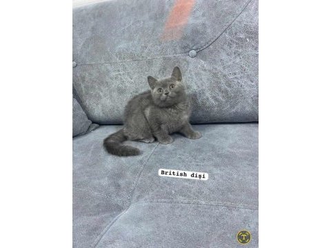 Blue british shorthair kediler izmir