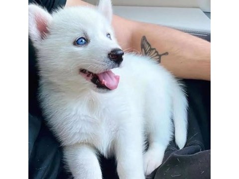 Sibirya kurdu husky yavrular erkek ve dişi mevcut