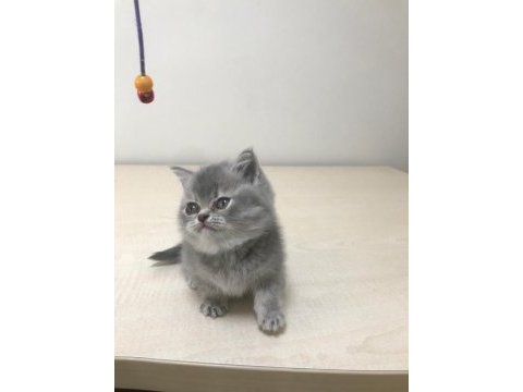 2 aylık britsh shorthair kedime yuva arıyorum