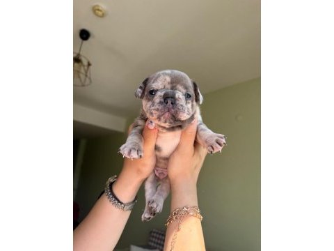 Acil lilactan merle ve blue french bulldog yavrularımız