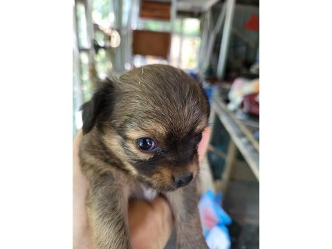 Cep köpeği şivava iki aylık yavru