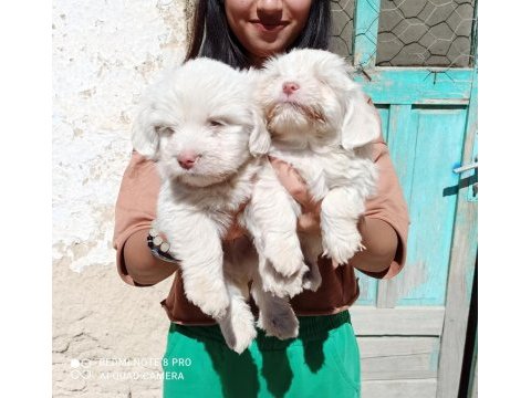 Maltese terrier
