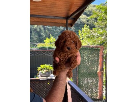 Show kalite toy poodle yavrular