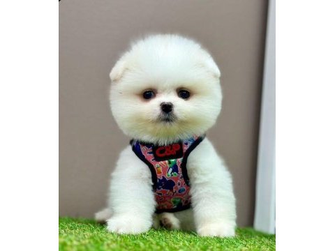Sevimli pomeranian boo yavrularımız
