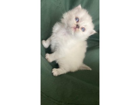 British longhair bebişler