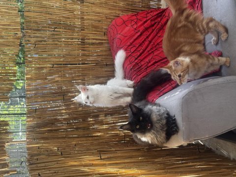 Gri yele maine coon isteyenler