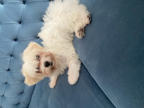 Dişi maltipoo yavru