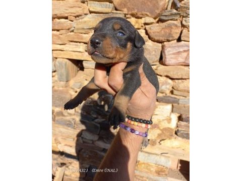 Orjinal king doberman yavrular