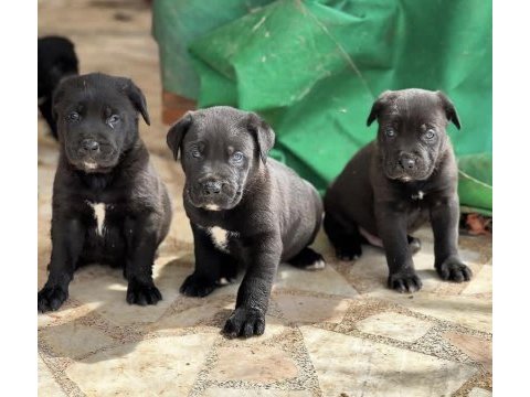 Cane corso sağlık ve ırk garantili