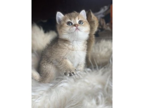 British shorthair golden anne baba şecereli dişi