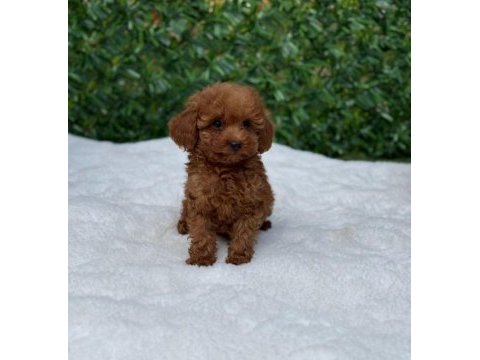 Toypoodle aşılı çipli