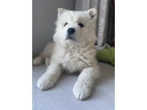 Dişi samoyed