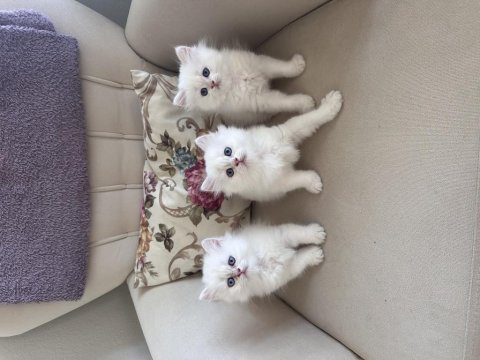 3 adet british longhair silver shaded erkek yavru