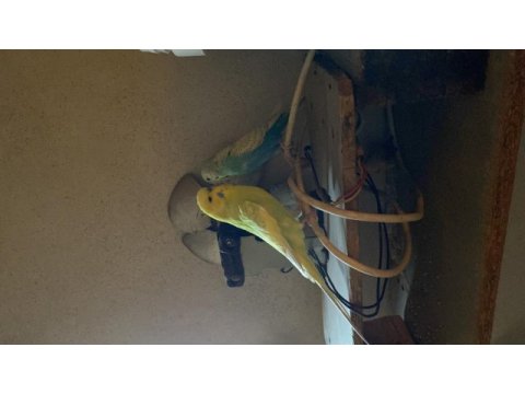 Acil sahiplendirilecek muhabbet kuşu