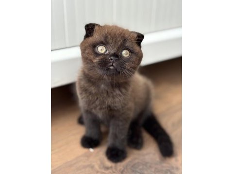 Scottish fold yavrumuz
