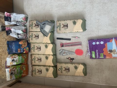 Acil guinea pig sahiplendirmemiz gerekiyor