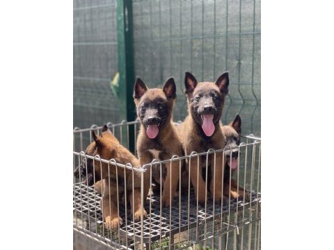 Kaçırılmayacak belçika kurdu yavrular
