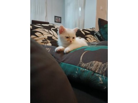 İnsan aşığı british shorthair