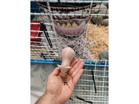 1 aylık dumbo rat yavruları 1 naked 2 husky
