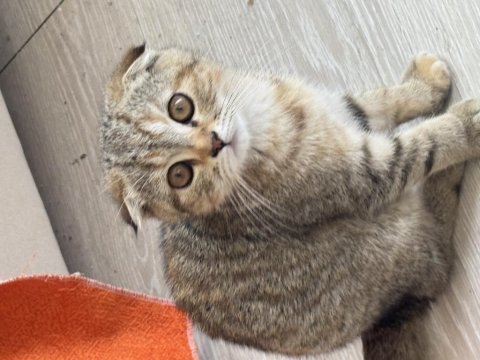 Efsane tatlı uygun scottish fold yavrular