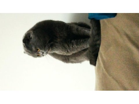 Scottish fold kızımıza yuva arıyoruz