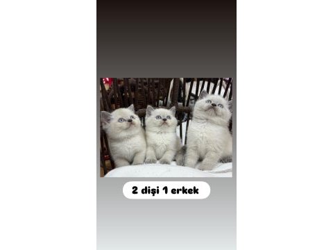 Bluepoint british shorthair yavru güzellikleri