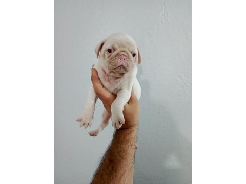 Pug mops yavrularımız teslime hazır