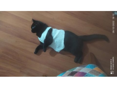 Siyah british shorthair kedimizi çiftleştirme
