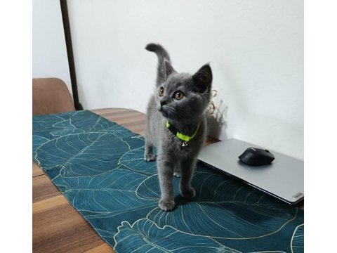 Safkan oyuncu british shorthair