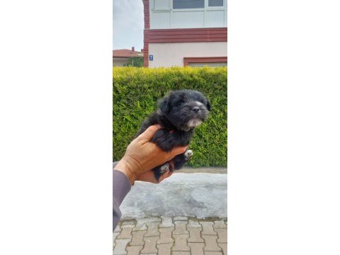 Sevimli pati morkie