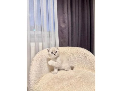 Scottish fold dişi blue point