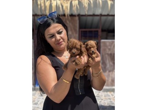 Ufacık kore poodle yavrularım