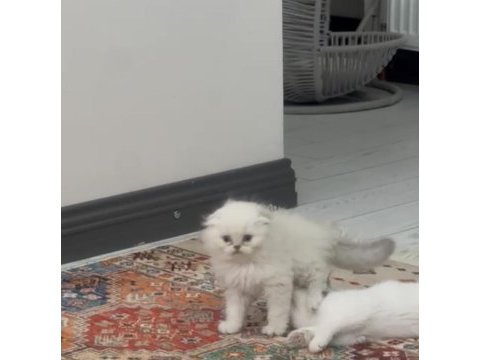 Scottish fold longhair erkek mavi gözlü