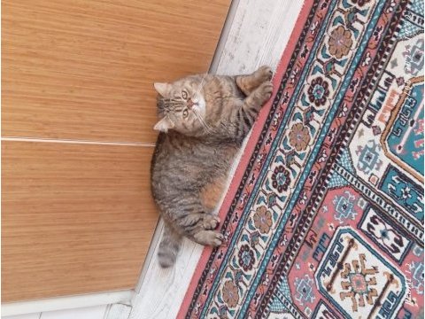 Sahiplendirilecek kedimiz bilgi için yazınız