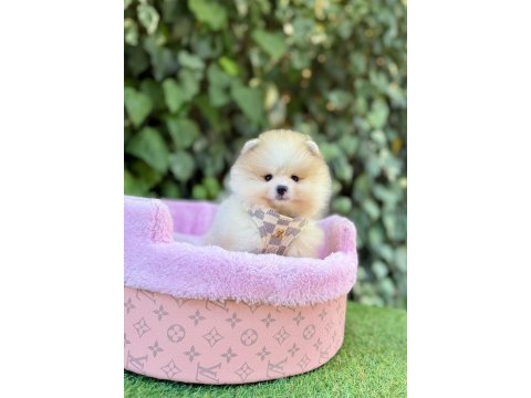 Safkan pomeranian boo yavrularımız