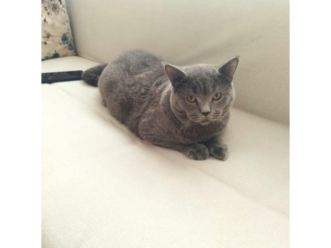 8 aylık british shorthair bütün vitamin aşıları tamamdır