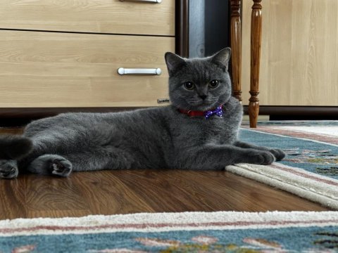 British shorthair dumana yuva arıyoruz
